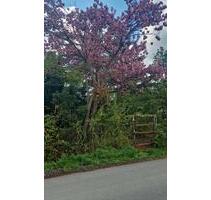 Eigentums Garten zu vermieten 1029 m² - Erfurt Andreasvorstadt