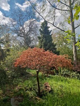 Foto - Grundst&uuml;ck in Erfurt zur Miete