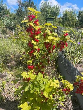 Foto - Grundst&uuml;ck in Rostock zur Miete