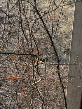 Foto - Grundst&uuml;ck in Herzberg am Harz