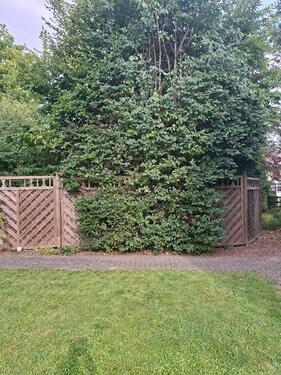 Foto - 3 Zimmer Erdgeschoßwohnung zur Miete in Bleicherode