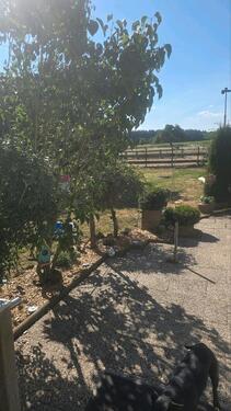 Foto - 6 Zimmer Einfamilienhaus in Diemelstadt