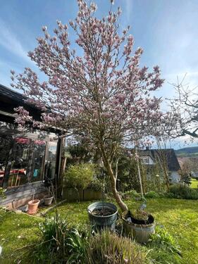 Foto - 7 Zimmer Etagenwohnung in Althengstett