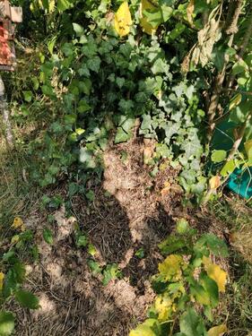 Foto - Grundst&uuml;ck zur Miete in Neu-Anspach