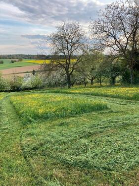 Foto - Verpachtungen StreuobstwieseBaum – Wiesengrundstücke