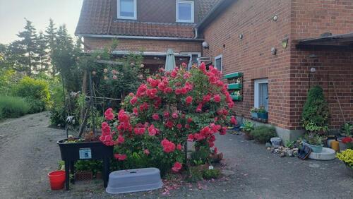 Foto - Einfamilienhaus in Südheide zum Kaufen