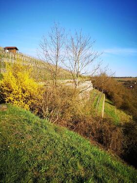 Foto - 