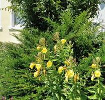 Uninahes Mieten auf Zeit für Studenten , Dozenten, Unimitarbeiter - Witten Heven