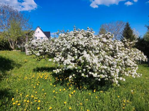 Foto - Einfamilienhaus zum Kaufen in Winterlingen