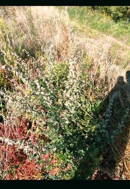 Foto - Erholungsgarten I landwirtschaftliche I Streuobstwiese Garten