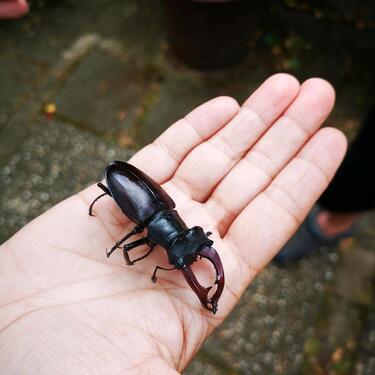 Foto - Grundst&uuml;ck in Ober-Mörlen