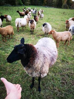 Foto - Grundst&uuml;ck in Ober-Mörlen zur Miete