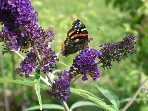 Foto - Wohnung im Außenbereich Wiggensbach