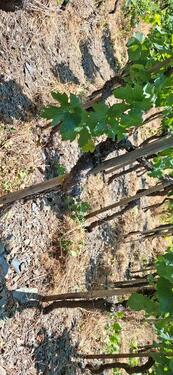 Foto - Weinberg Terrassenlage in Ahrweiler