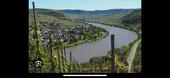 Foto - 50 Jahre alter Riesling Weinberg