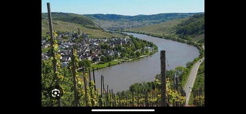 Foto - 50 Jahre alter Riesling Weinberg