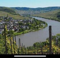 50 Jahre alter Riesling Weinberg - Piesport