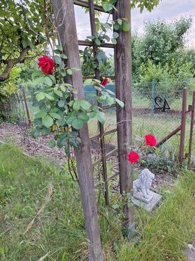 Foto - Grundst&uuml;ck zur Miete in Schwedt (Oder)