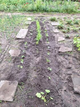 Foto - Grundst&uuml;ck in Schwedt (Oder)