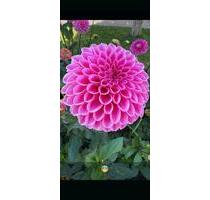 Kleingarten - 2.000,00 EUR Kaltmiete, ca.  0,00 m² in Cottbus (PLZ: 03050) Spremberger Vorstadt