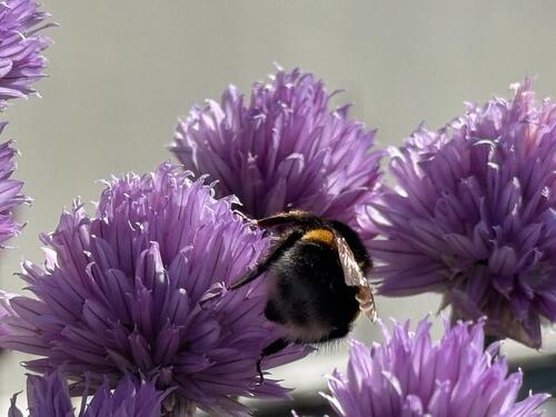 Foto - Etagenwohnung zur Miete in Laufen
