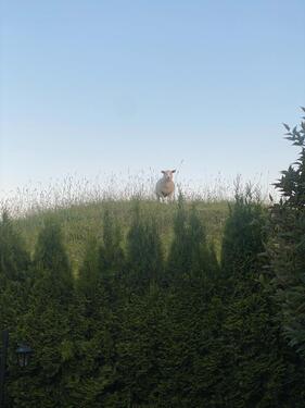 Foto - Erdgeschoßwohnung in Elmshorn zur Miete