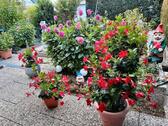Foto - Reihenhaus in Telgte zum Kaufen