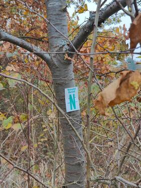 Foto - Grundst&uuml;ck in Darmstadt