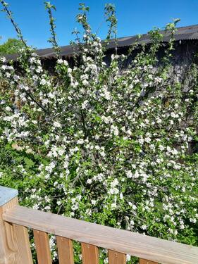 Foto - 4 Zimmer Terrassenwohnung zur Miete in Mohrkirch