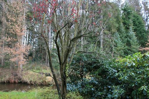 Foto - 3 Zimmer Etagenwohnung in Bad Fallingbostel