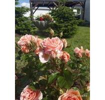 3-Zi Wohnung in Bienenbüttel - 900,00&nbsp;EUR Kaltmiete, ca.&nbsp; 80,00&nbsp;m&sup2; in Bienenbüttel (PLZ: 29553)