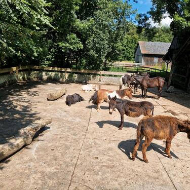 Foto - 5 Zimmer Einfamilienhaus in Havixbeck