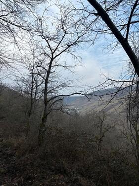 Foto - Waldgrundstück zu verpachten 