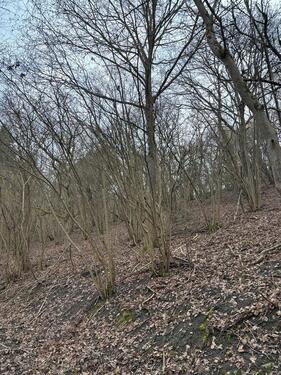 Foto - Grundst&uuml;ck in Weiler bei Bingen