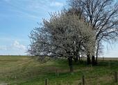 Foto - Einfamilienhaus in Bücken zum Kaufen