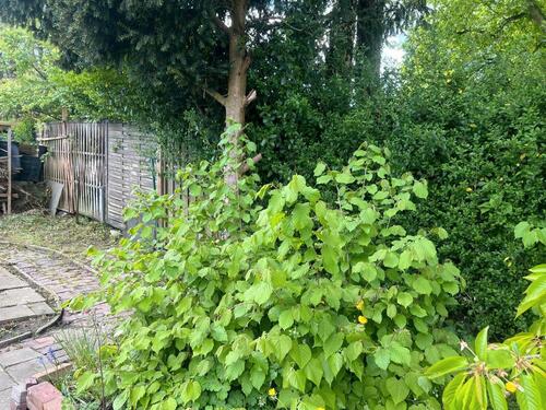 Foto - Grundst&uuml;ck zur Miete in Wilhelmshaven