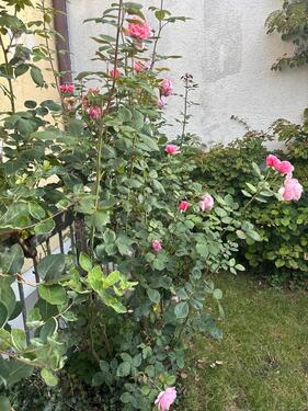 Foto - ZimmerUnterkunft für weibliche Wiesnmitarbeiterinnen
