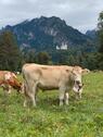Foto - andere in Lechbruck am See