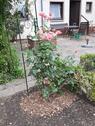 Foto - Einfamilienhaus in Harsum