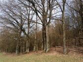 Foto - Grundst&uuml;ck zur Miete in Gesees