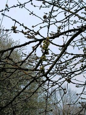 Foto - Grundst&uuml;ck in Brake (Unterweser)