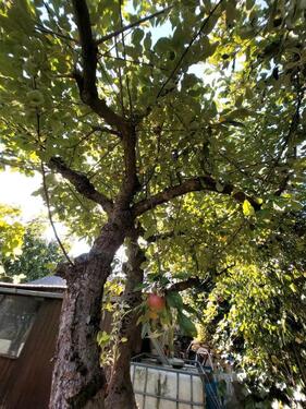 Foto - Grundst&uuml;ck in Wolfsburg zur Miete