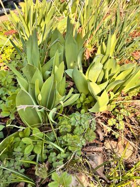 Foto - Grundst&uuml;ck in Leipzig