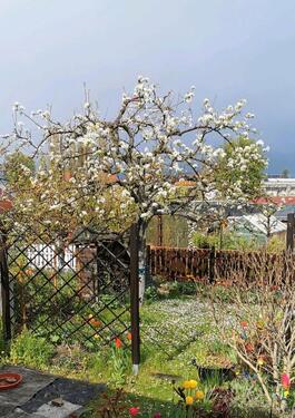 Foto - Kleingarten zur Pacht in Dresden-Cotta