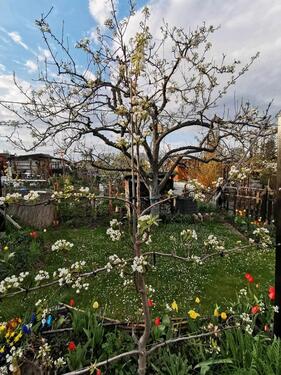 Foto - Grundst&uuml;ck in Dresden