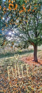 Foto - Wohnung Hof Stall 10 ha Tierhaltung Anthroposophie Therapeuten