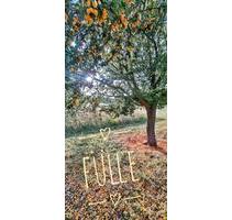 Wohnung Hof Stall 10 ha Tierhaltung Anthroposophie Therapeuten - Forst