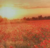 Verden City: Möblierte lichtdurchflutete Wohnung 1200,- kalt - Verden (Aller)