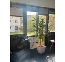 Büro zu vermieten - 264,00&nbsp;EUR Kaltmiete, ca.&nbsp; 12,50&nbsp;m&sup2; in Köln (PLZ: 50858) Lindenthal