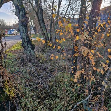 Foto - Einfamilienhaus in Bernau bei Berlin zum Kaufen